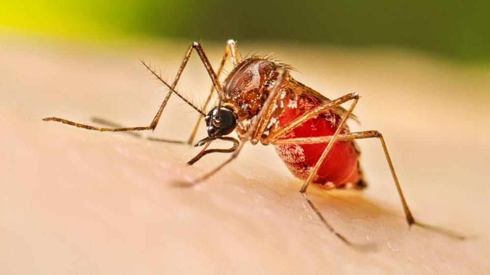 Llaman a prevención en el hogar para frenar dengue, zika y chikungunya