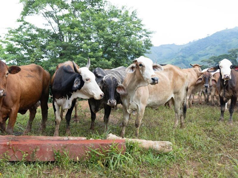 Frío, vientos y escasez de agua amenazan producción en departamentos