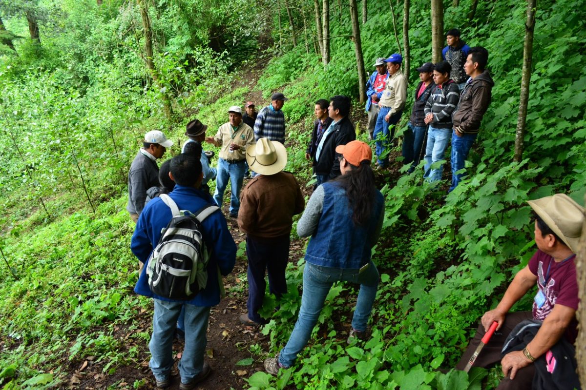 Programas promueven cuidado de bosques