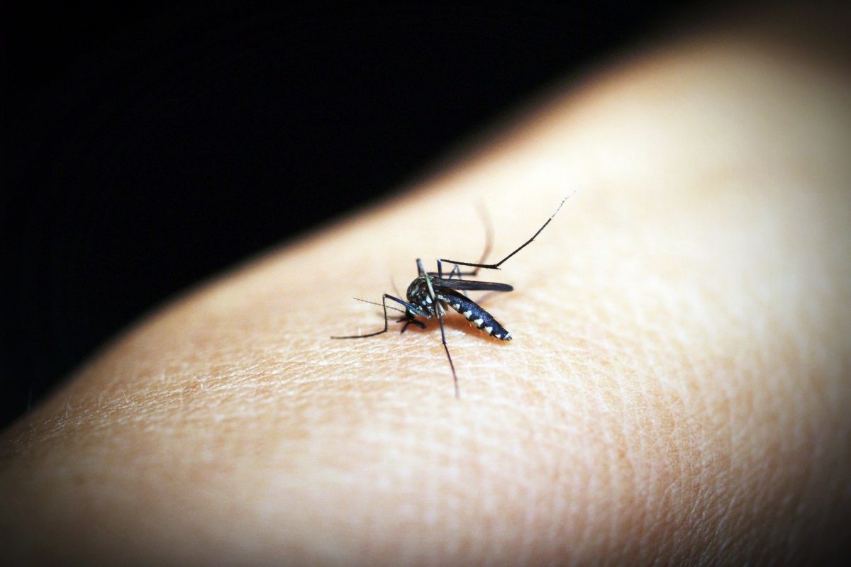 Campaña busca contrarrestar dengue