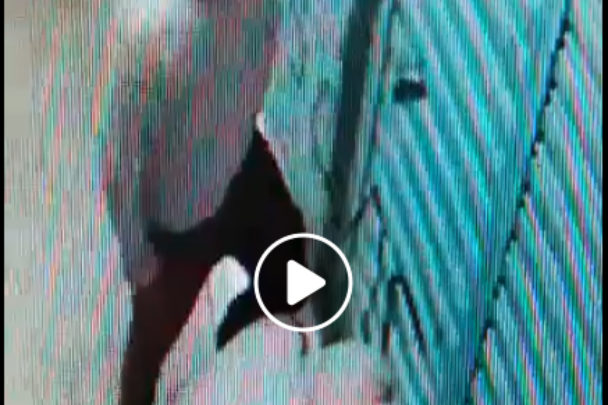 VIDEO Ladrones roban hasta los reflectores de una tienda