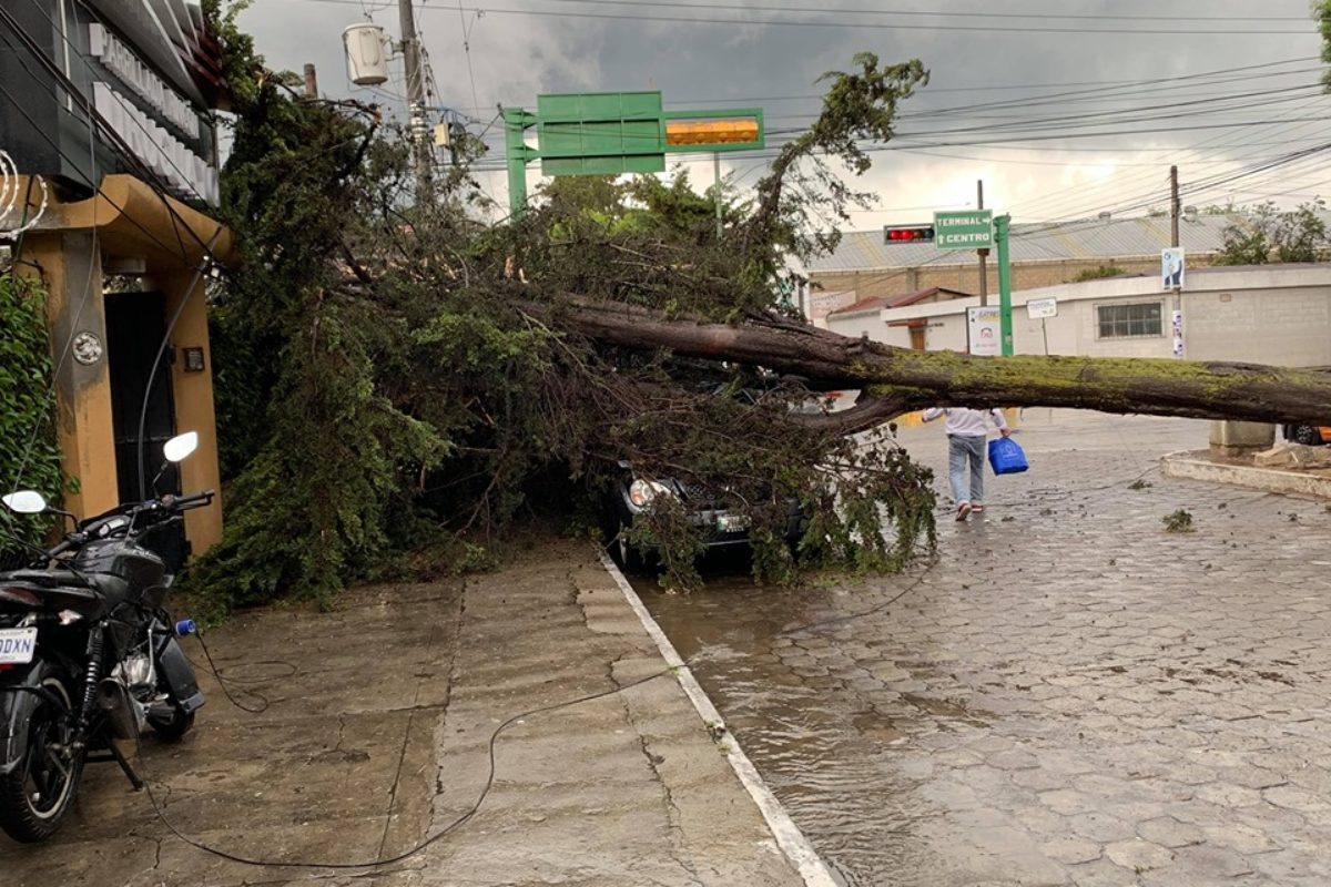 Lluvias provocan caída de árboles en Xela