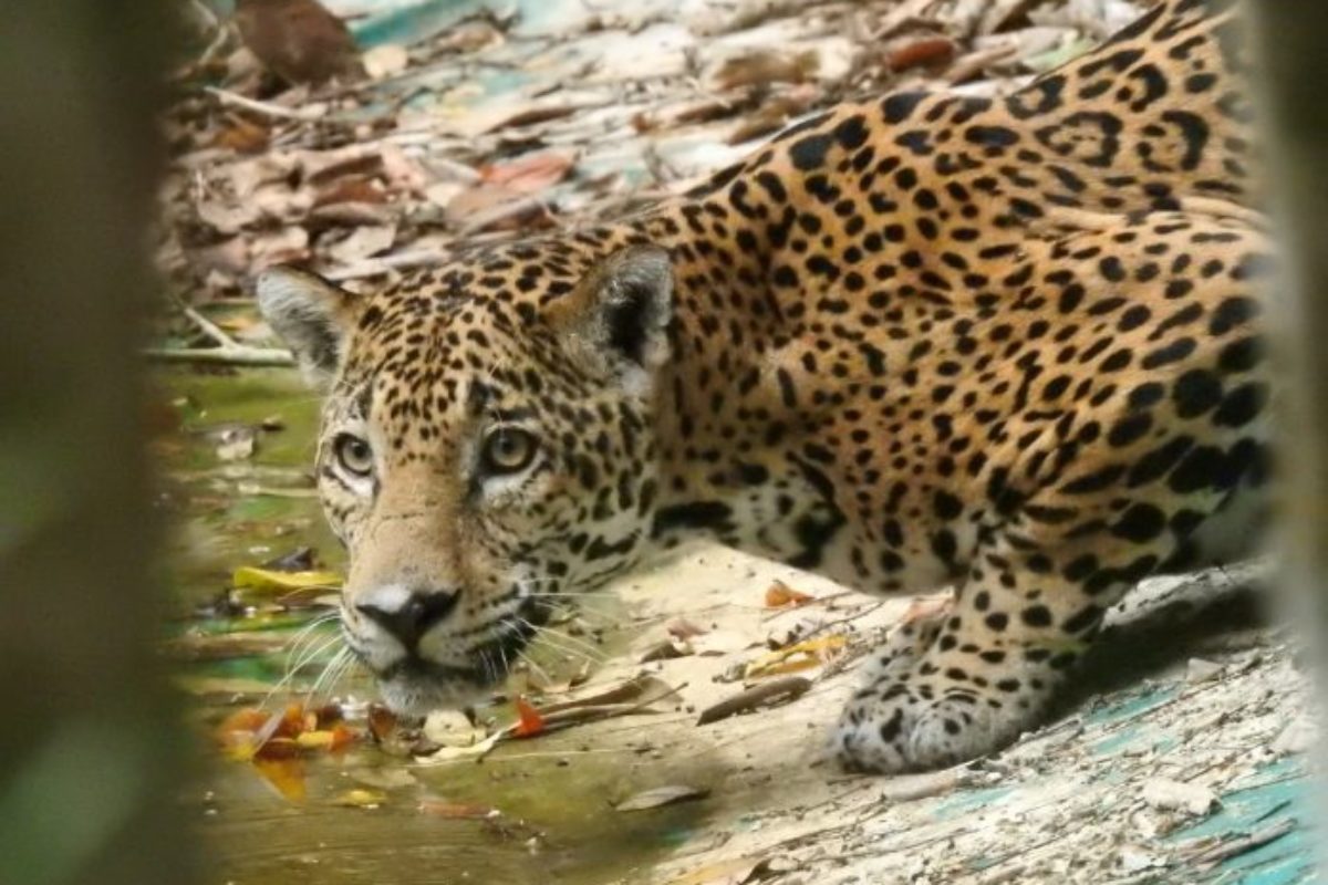 Aquí te compartimos la mirada intensa de un jaguar