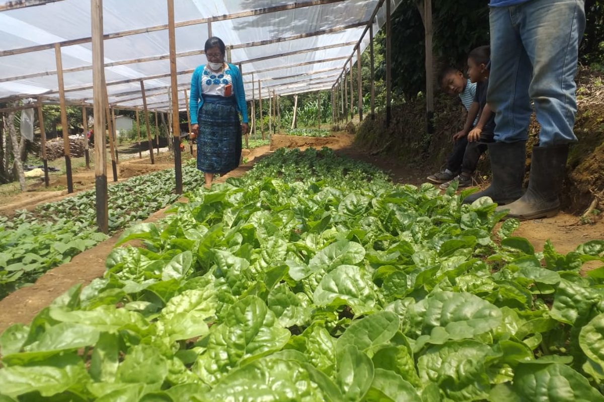 Estas familias están cambiando su vida con jardines vegetales en sus hogares