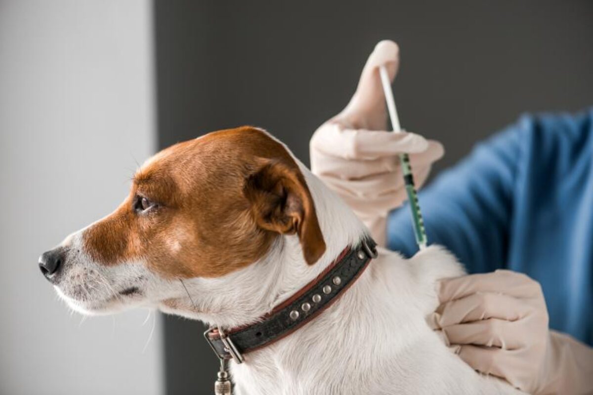 Inicia Campaña Nacional de Vacunación Antirrábica Canina 2020