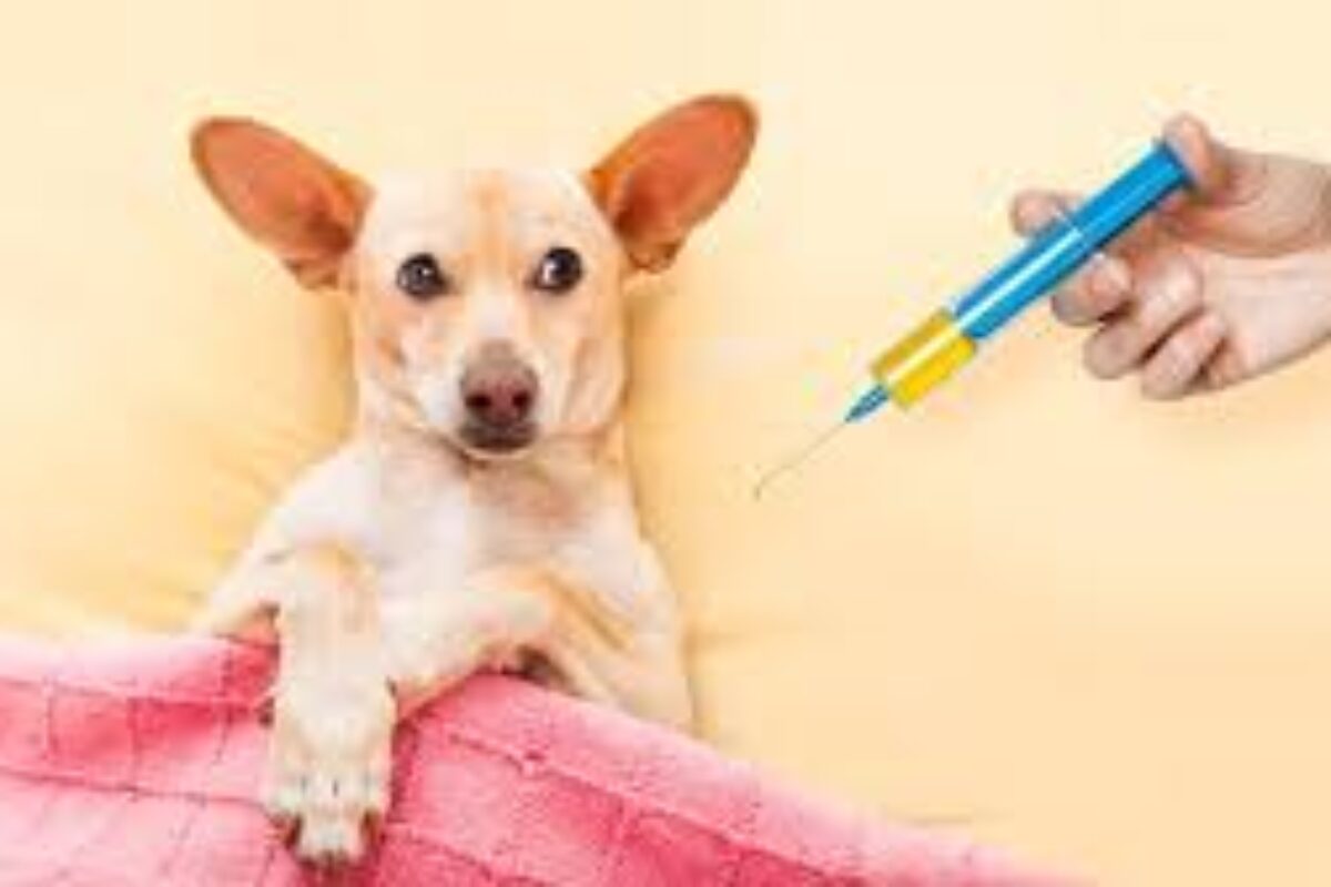 ATIENDE | Desde hoy podrás vacunar a tu perrito contra la rabia