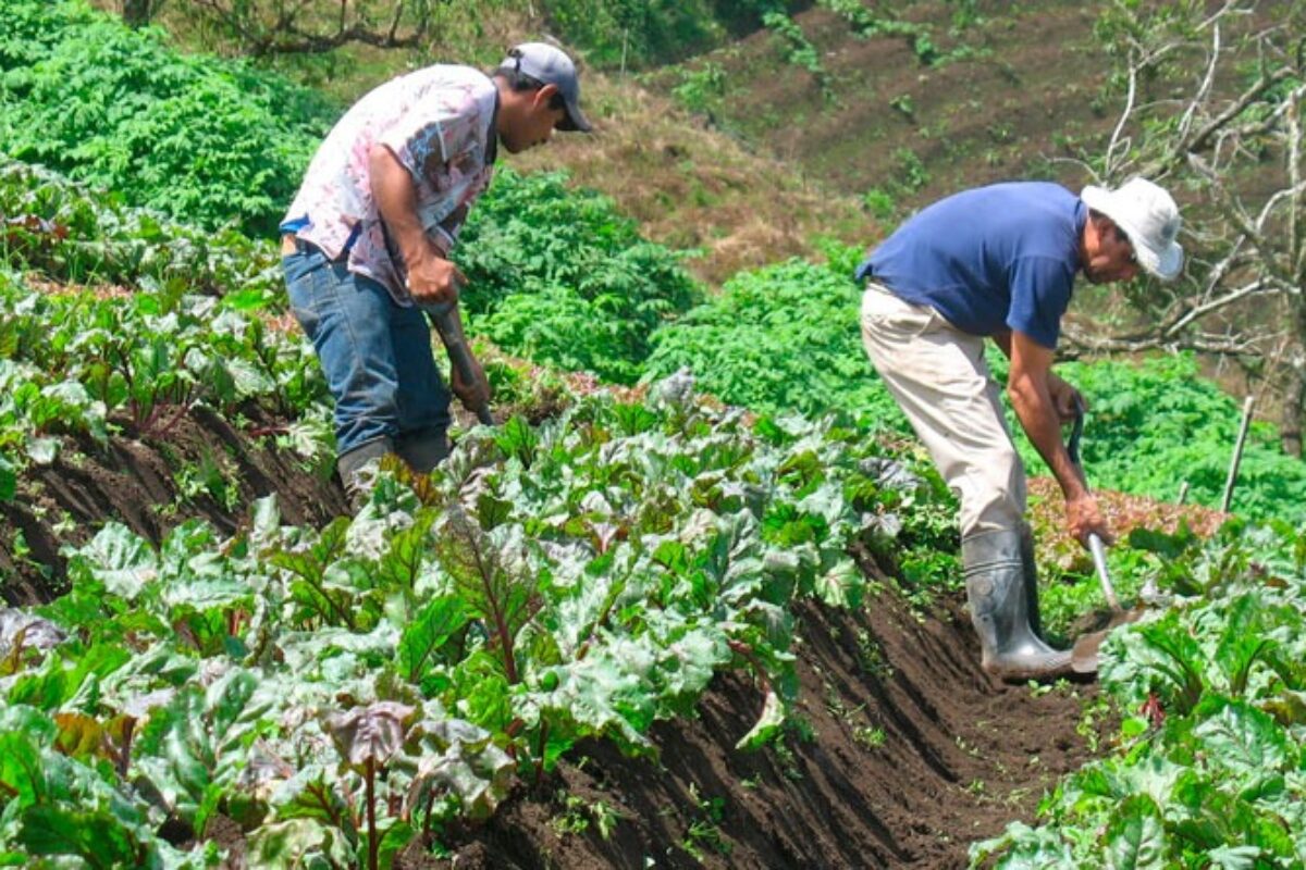 ONU busca invertir 66 millones de dólares en agricultores guatemaltecos