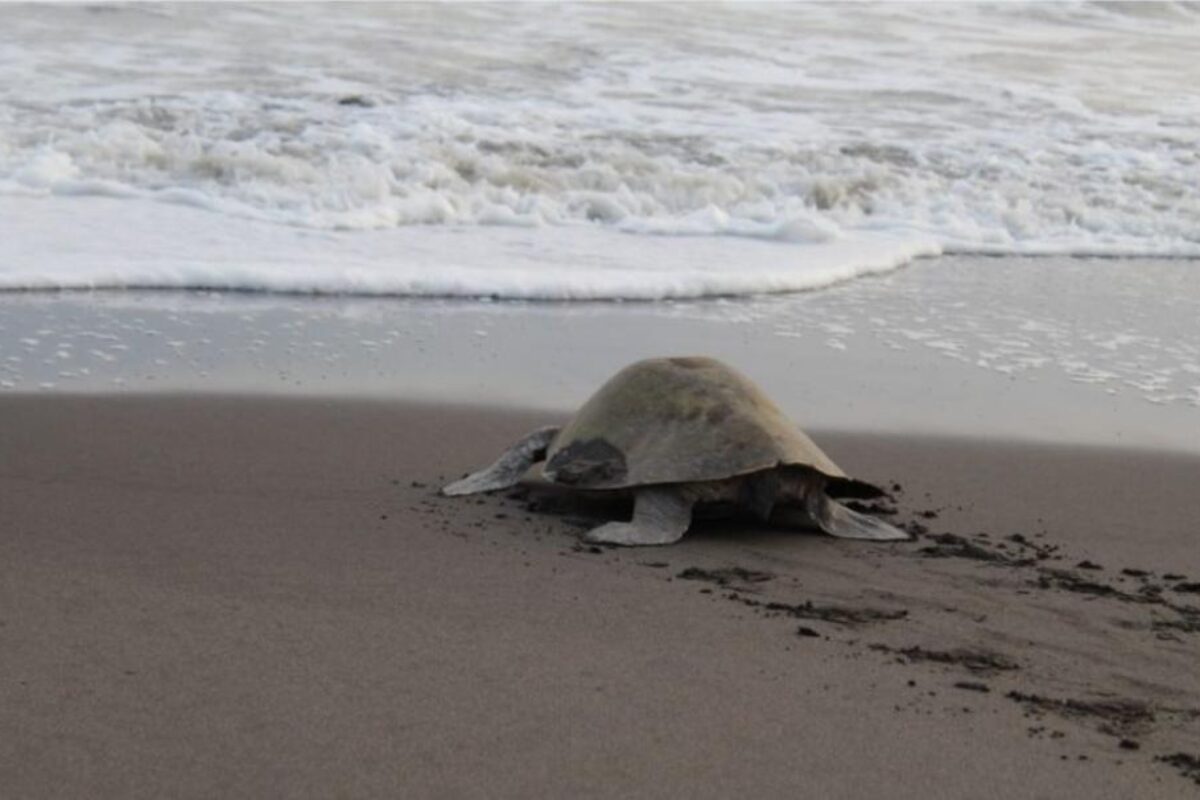 Intervienen a tortuga con anzuelo atravesado y es regresada al mar