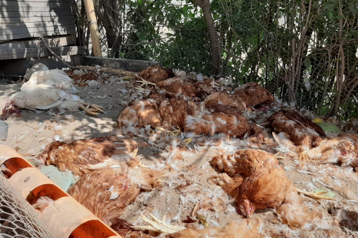 Misteriosa muerte de gallinas y gallos en la zona 7 de Xela alarma a los vecinos
