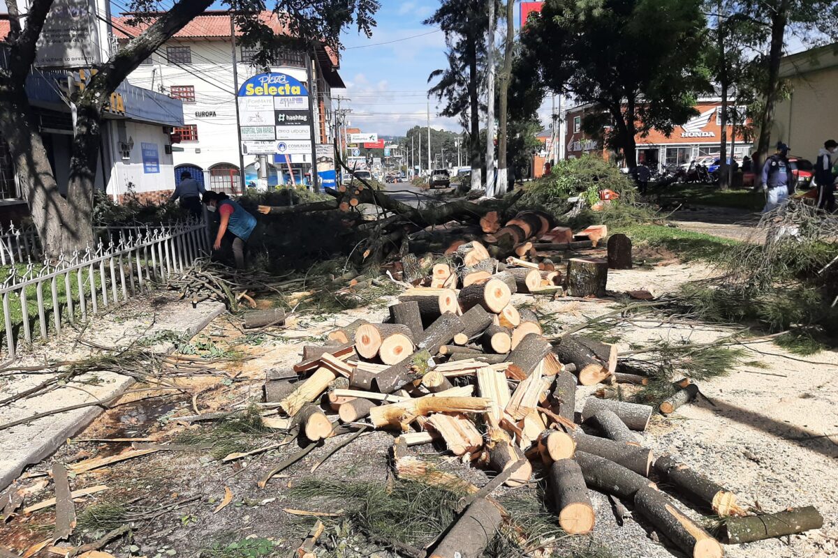 Vecinos en contra de tala de árboles, mientras Muni no indica el destino de la madera