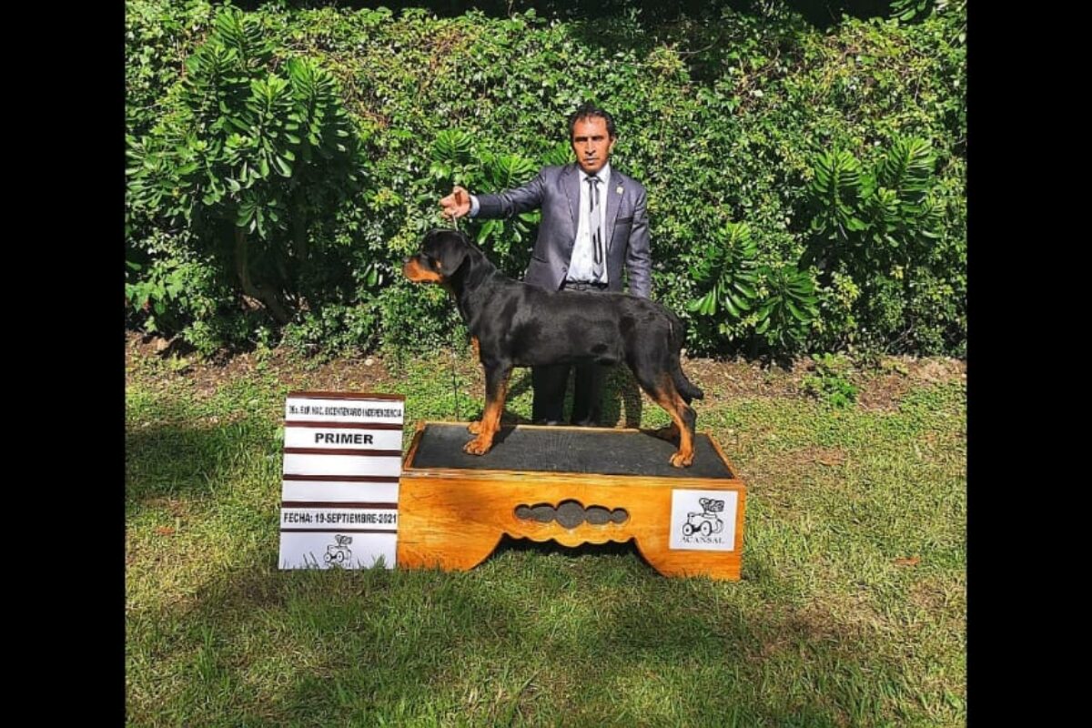 Quetzalteco ha sido campeón internacional en eventos de presentación de caninos