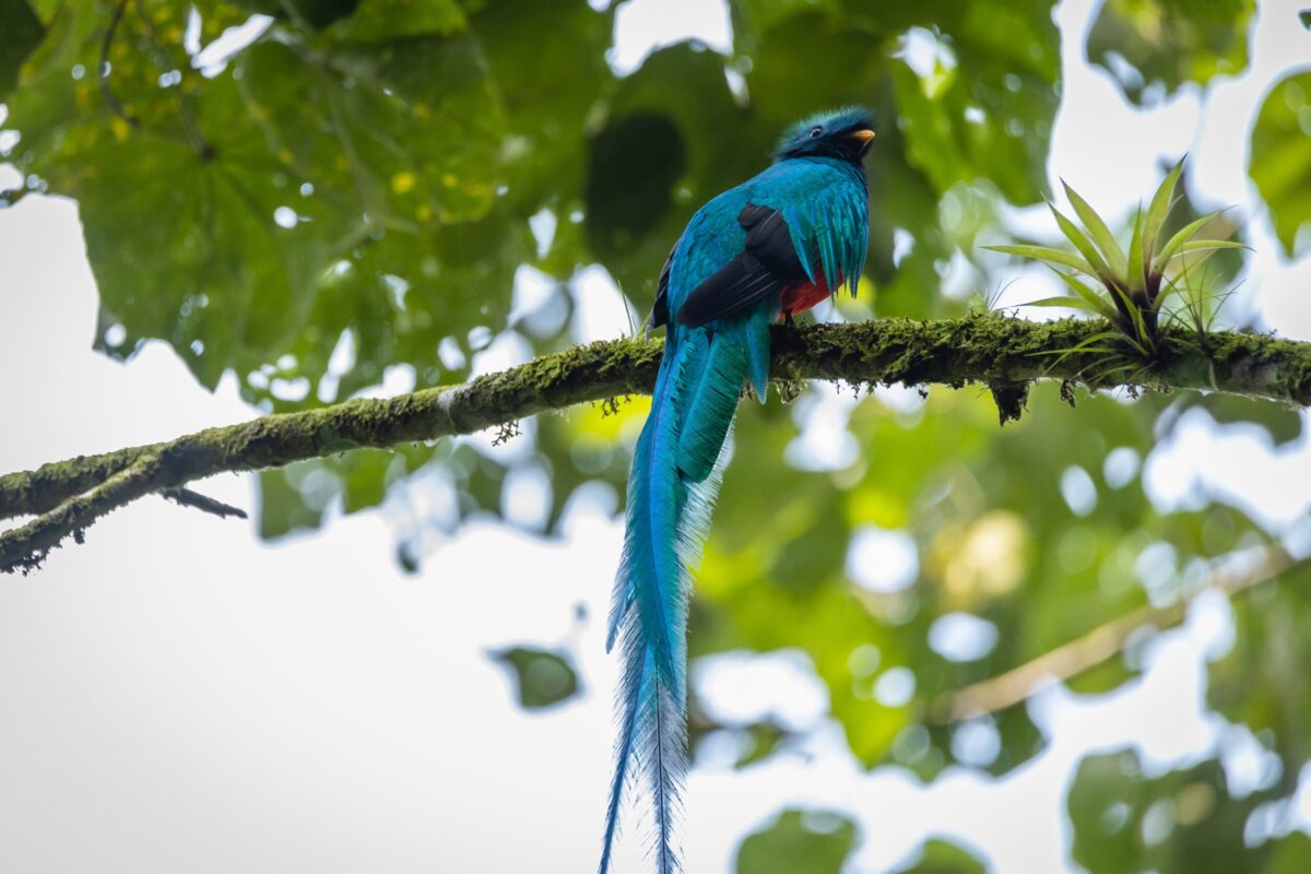 Buscan la supervivencia del ave nacional de Guatemala