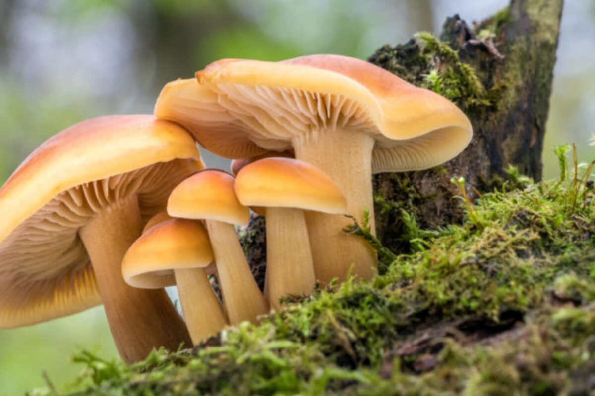 Salud hace el llamado a abstenerse comer hongos de no conocer especies