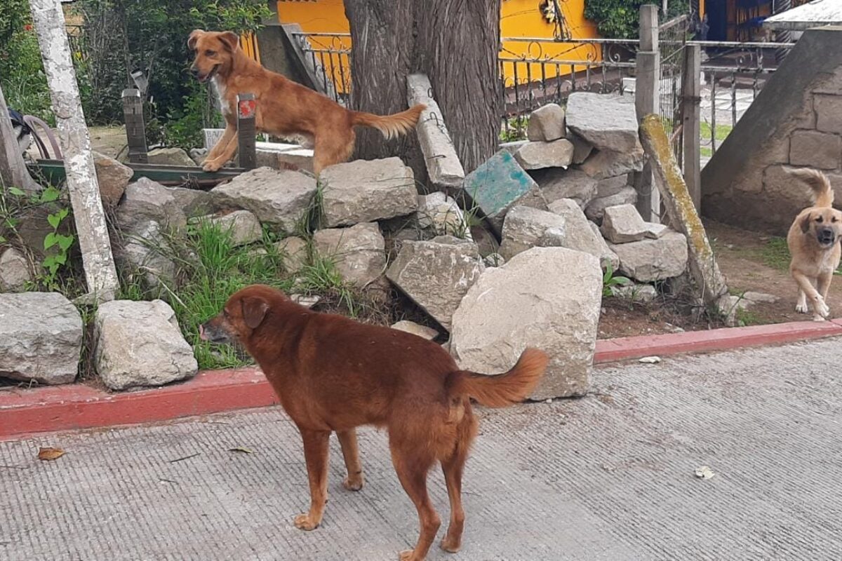 Salud reporta 300 casos por mordeduras de perros a nivel local