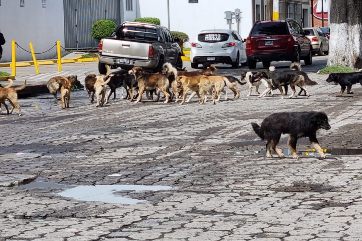 Sigue en aumento población de perros en las calles de Xela y se hacen necesarios planes para controlarlo