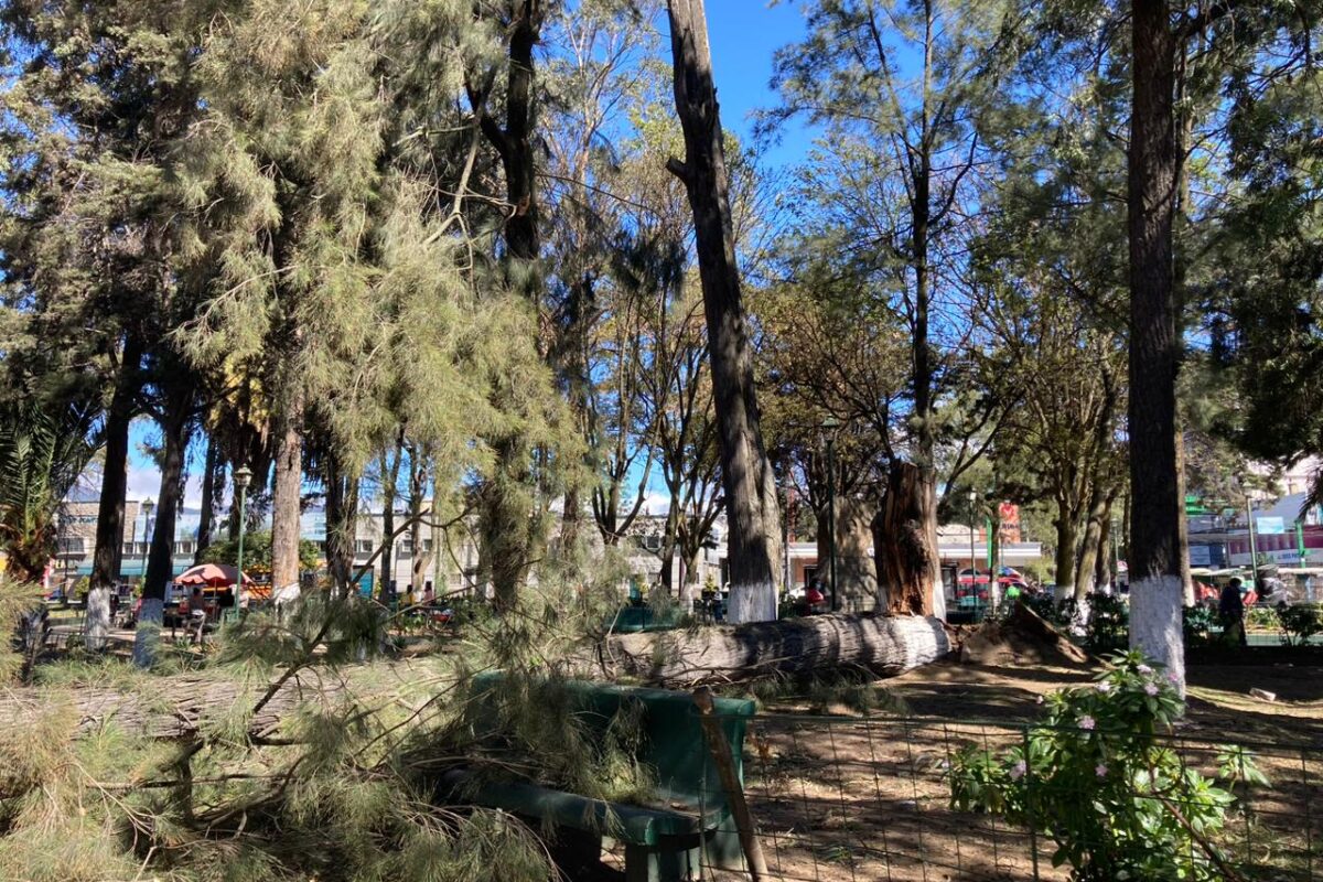 Crisis nerviosa: Un árbol cae en el parque a Benito Juárez en la zona 3 de Xela