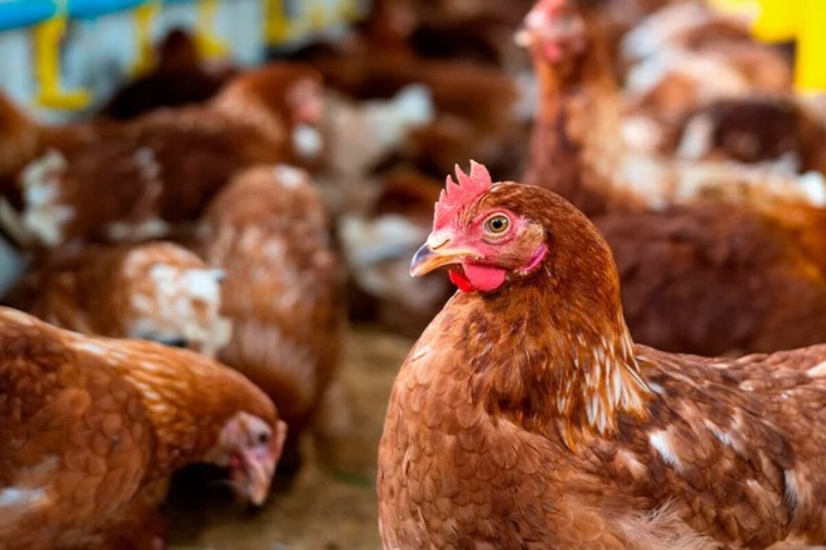 Decretan Estado de Emergencia Sanitaria por caso de gripe aviar H5N1