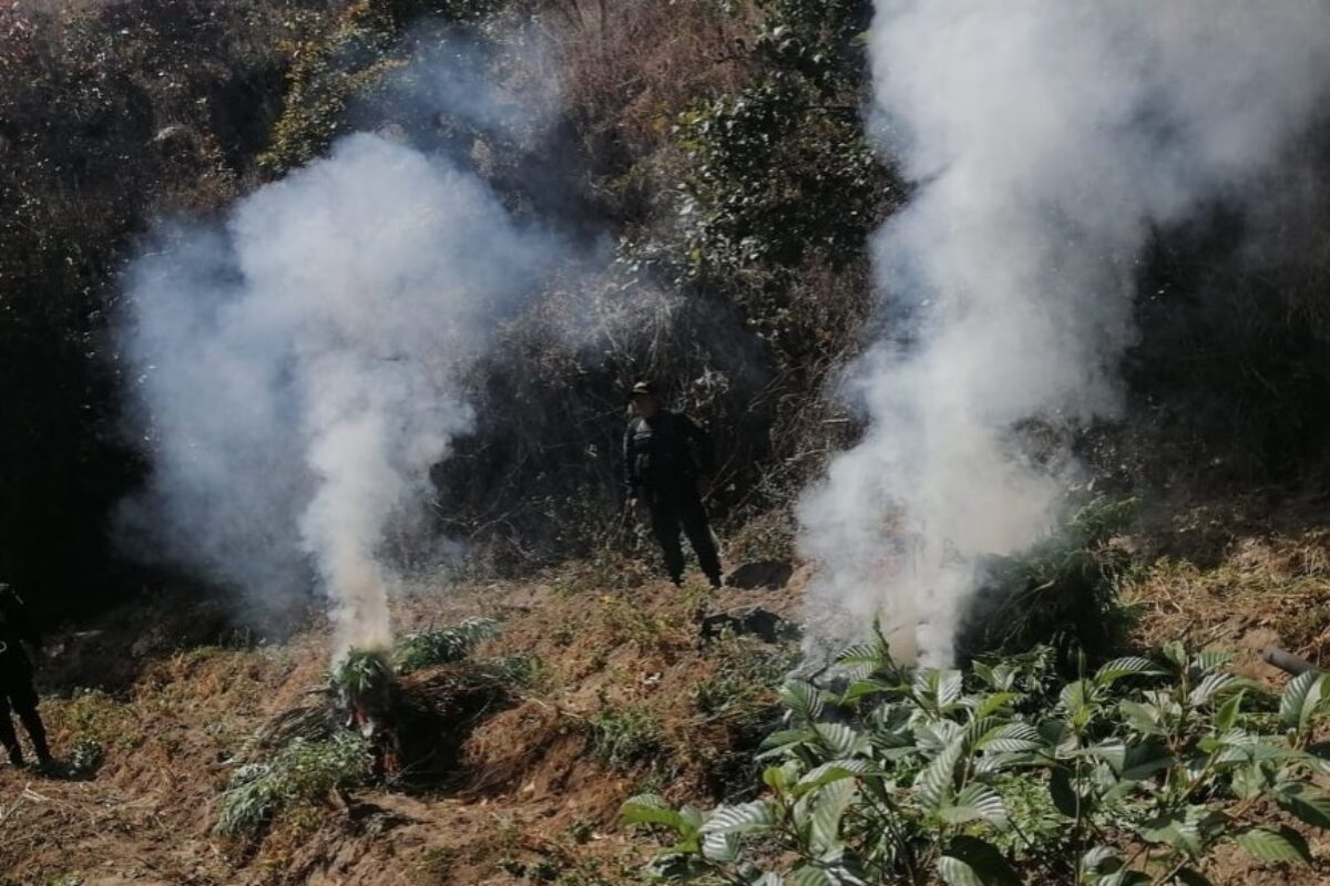 Agentes de la PNC incineran más de Q1 millón en marihuana en Totonicapán