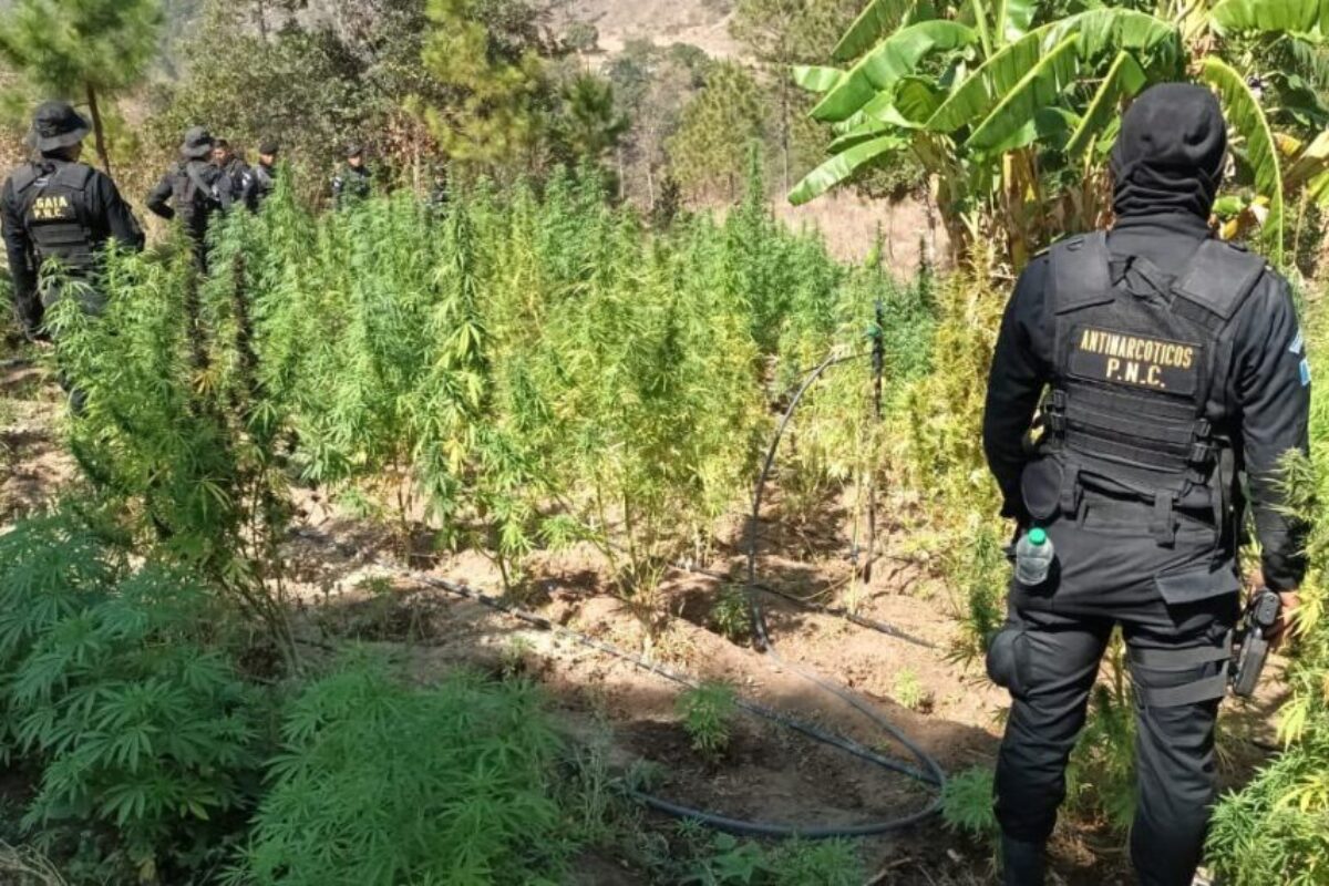 Eliminadas plantaciones ilícitas de marihuana y coca en tres departamentos de Guatemala