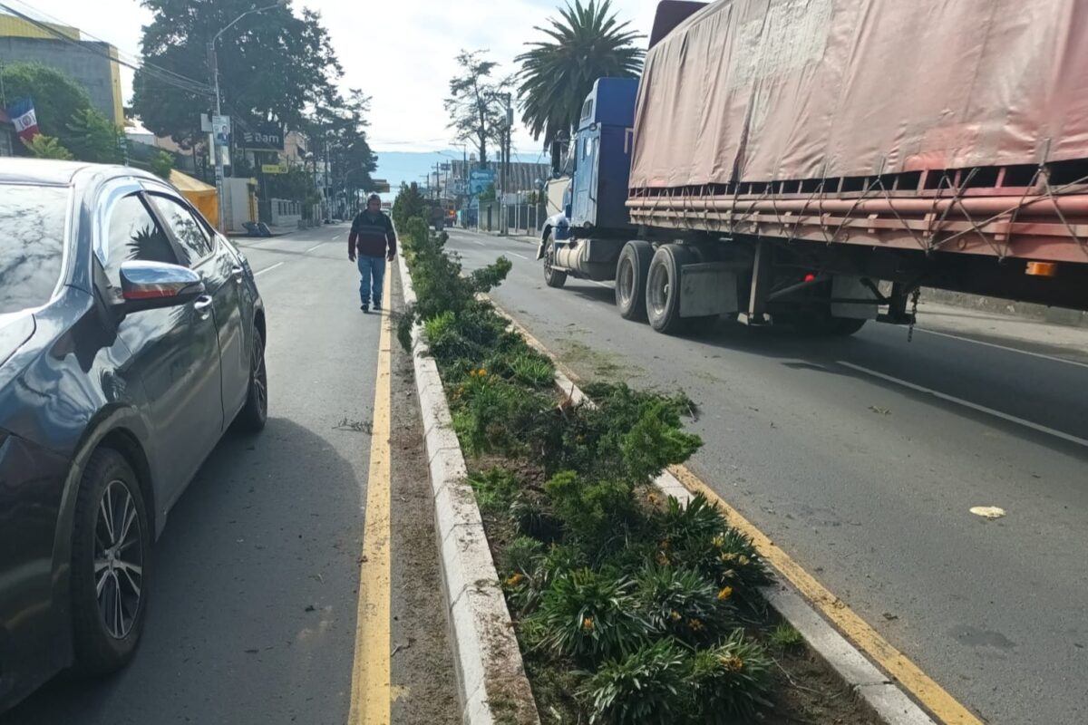 Camión causa destrozos en árboles ornamentales de Xela: autoridades buscan al responsable