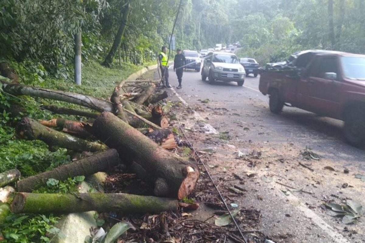 Trabajan para despejar ruta bloqueada por caída de árboles y cables en ruta Cito-Zarco