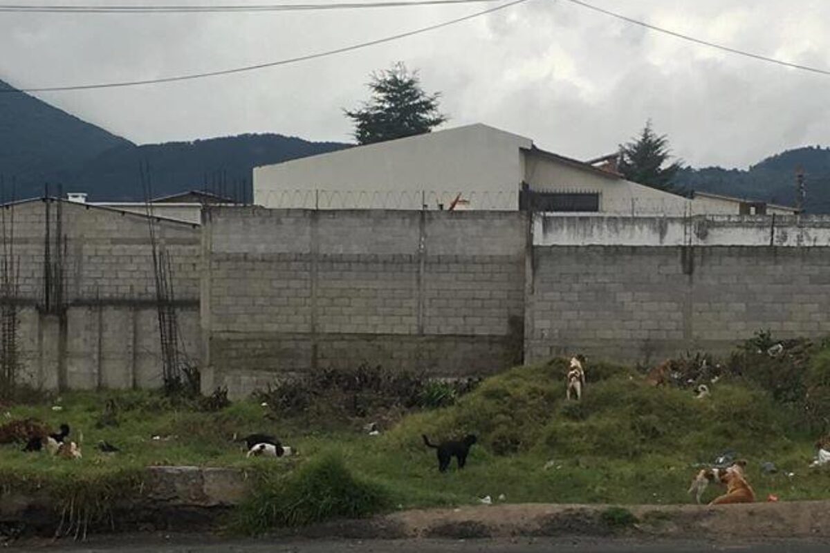 Nuevo concejo municipal de Xela: ¿alguna comisión para atender tema de perros de la calle?