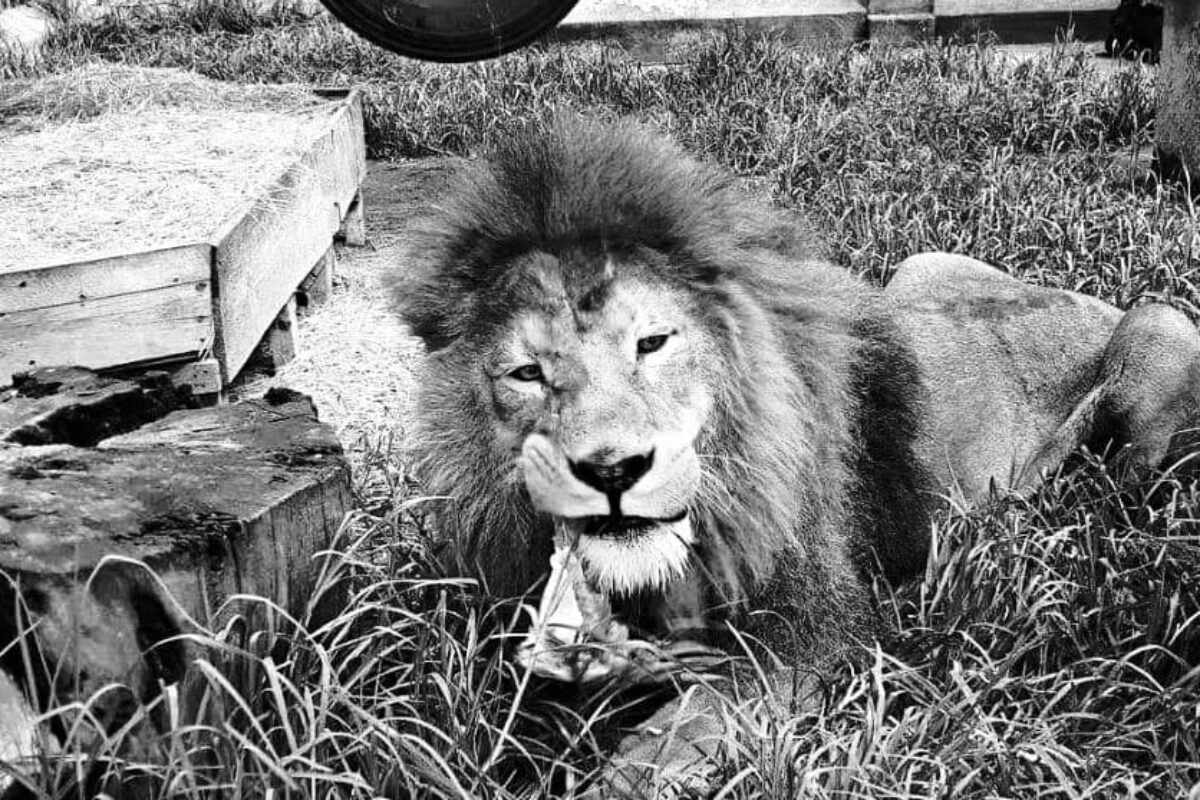 Triste despedida en el zoológico: Aplican eutanasia humanitaria al querido león Simba