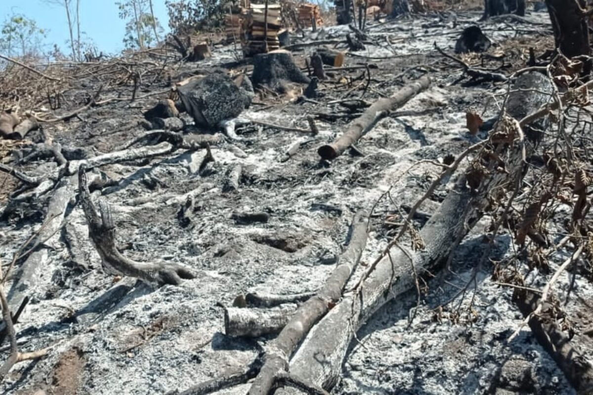 MÁS DETALLES | Policía captura a dos individuos sorprendidos incendiando bosques para ocultar talas ilegales en Zunil