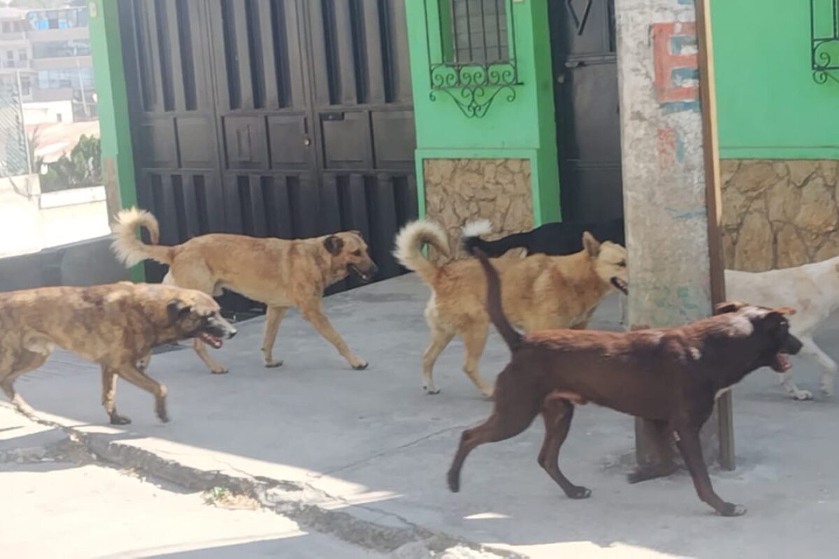 Más de 800 personas mordidas por perros